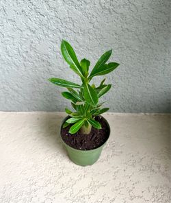Desert   Rose   Plant