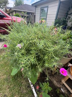 Portulaca grandiflora