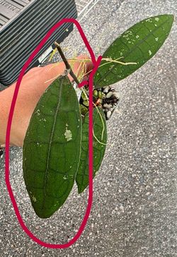 Hoya Clemensorium NAPC269