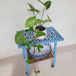 Arrowhead Plant In Pot 