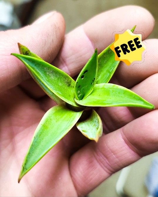 FREE Baby Agave Succulent Plants!! 🪴