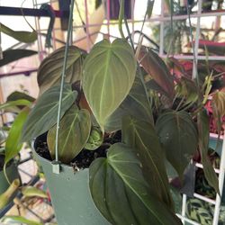 Philodendron Micans Plants