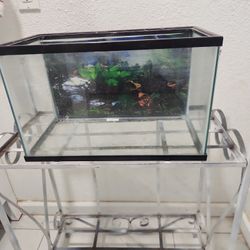5 Gallon Fish Tank 