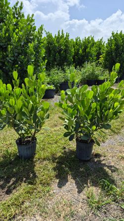 Huge clusias about 4 feet tall instant privacy!!! Hedge for fence sizes available