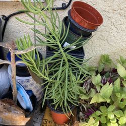 Many Different Plant And Rare 1s