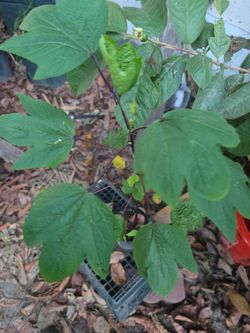 Jamaica plant