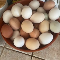 fresh eggs for eating or encubating 