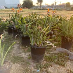 Birds Of Paradise