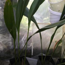 Cast Iron Plants (John Lennon)