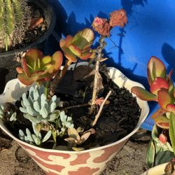 Multiple Plants In One