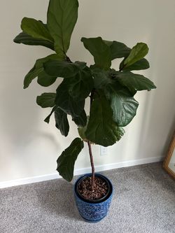 Fiddle Leaf Fig