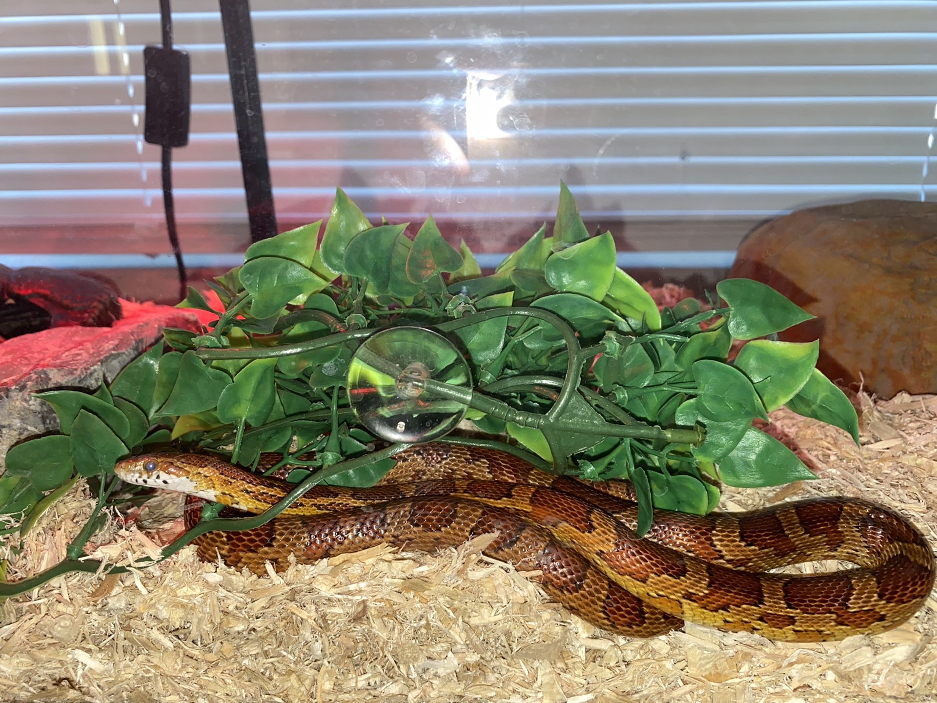 SNAKES AND TANK SET UPS for Sale in Las Vegas, NV - OfferUp