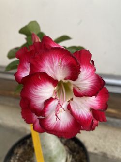 Adenium Desert Rose Outdoor Plant, In 1 Gallón Pot Pick Up Only