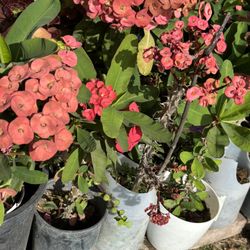 Coronas De Cristo Rosa Y Roja