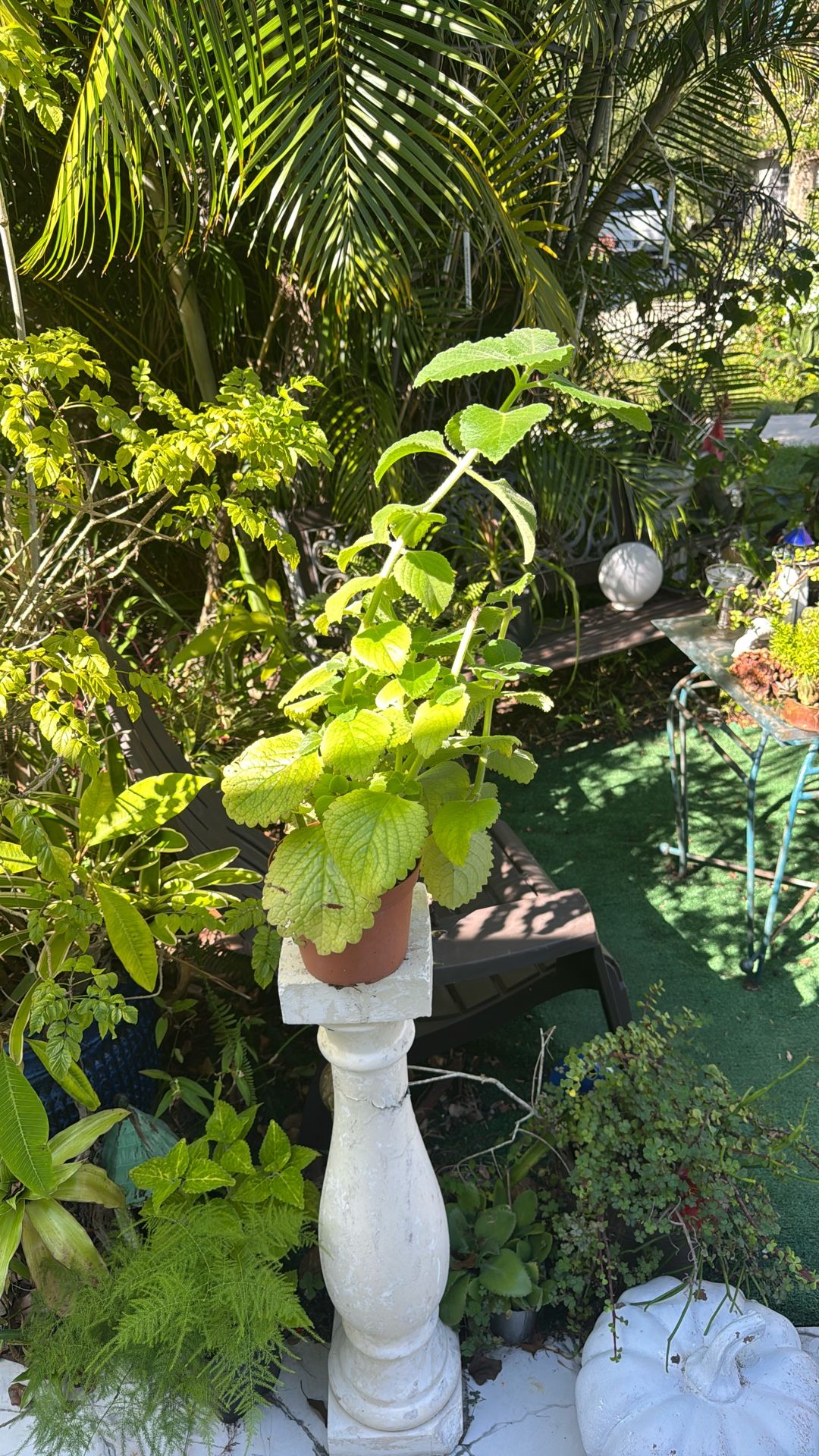 Orégano Orejón (Poleo, Cuban )