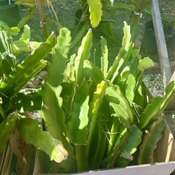 Dragonfruit Cuttings
