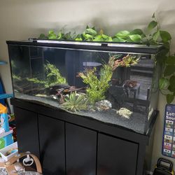 140 Gallon Glass Fish Tank With Fluval Fx6
