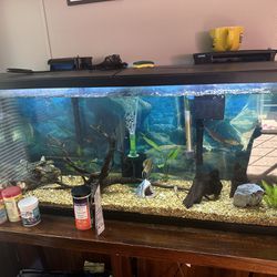 55 Gallon Freshwater Fish tank 