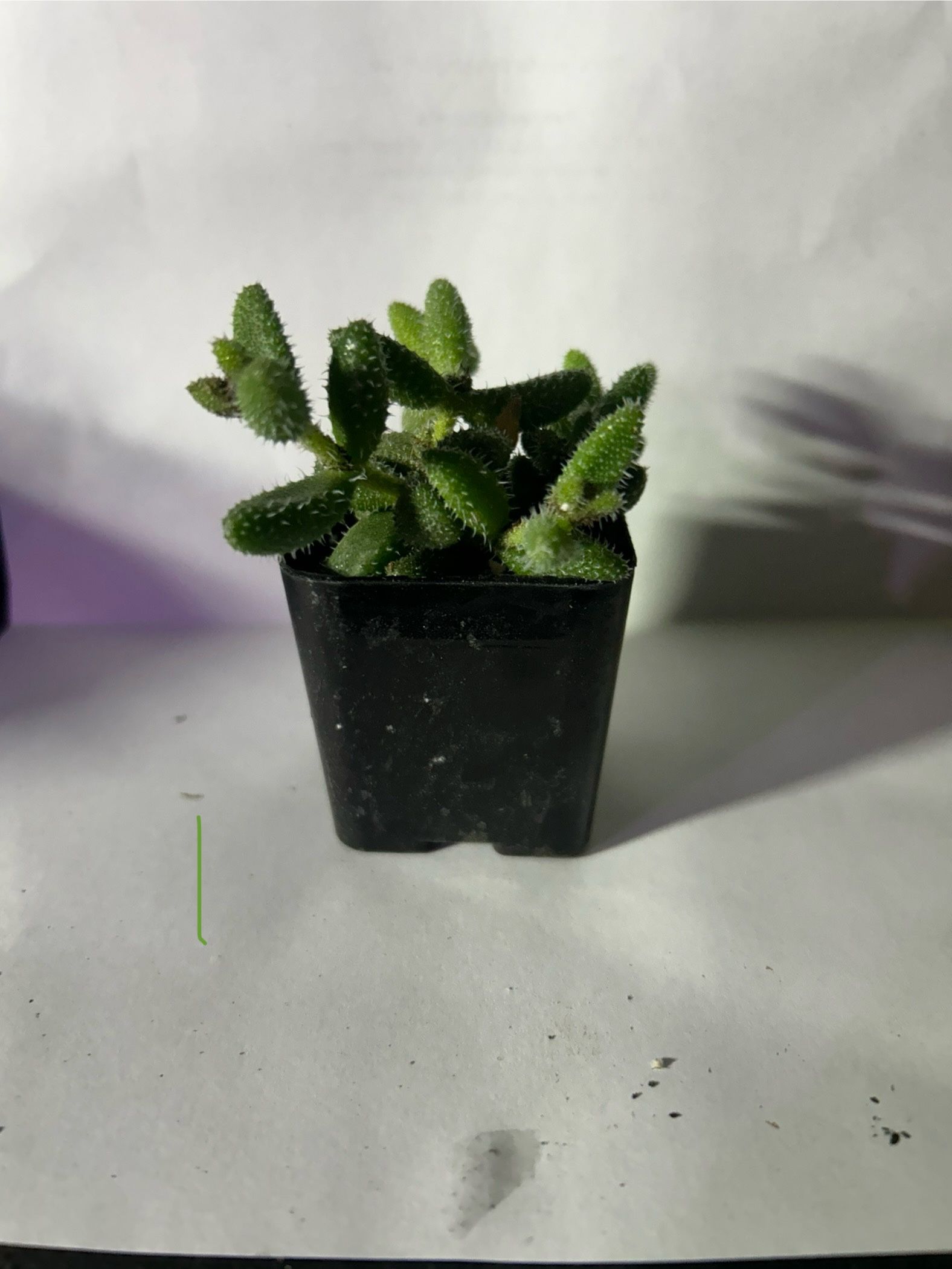 Succulents