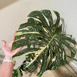 Thai Monstera