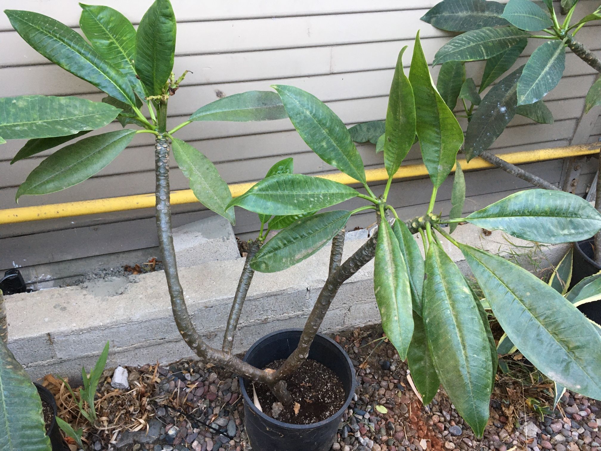 Plumerias 65 Each Or 3 For 150 for Sale in San Diego, CA OfferUp