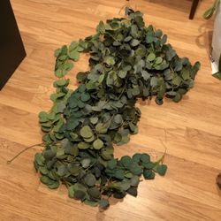 27 Eucalyptus Runners 