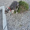 BAXTER