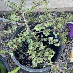 Beautiful Pot of Elephant Bush