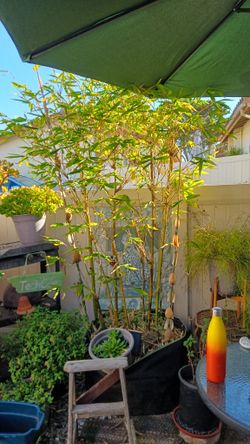 2 Golden 1 Timber Potted Bamboo