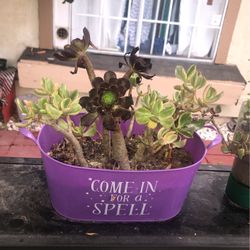 Succulent 