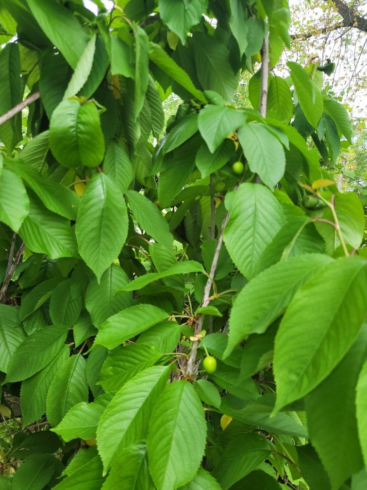 π π Sweet Cherry π³ Tree