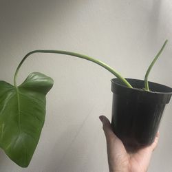  Philodendron House Plant 