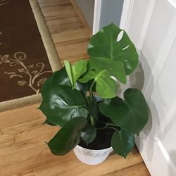 Plant