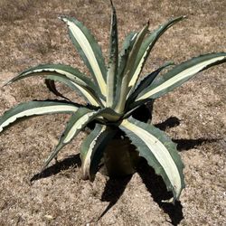 Agave Americana Mediopicta Variegated