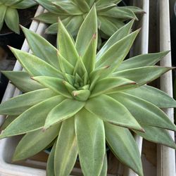 Lipstick Succulent 