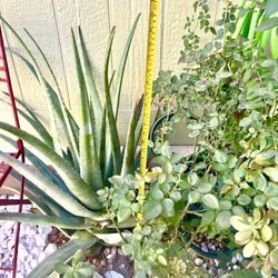 🌿”Plants” Aloe Vera. 🐝 Sabila planta. 🌿