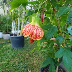 Bell Shape Flower attracts Hummingbirds 