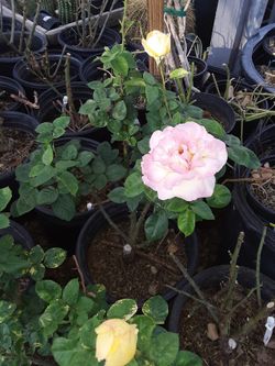 Diffrent Colored Roses For Sale