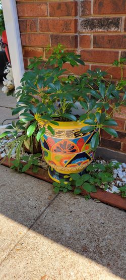 Umbrella tree with colorful pot