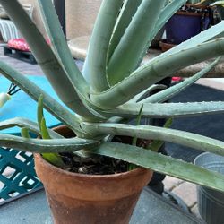 Mature Aloe Vera With Pot And Pups