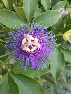 Passion Fruit Flower vines 3g