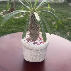 Very Healthy Madagascar Palm Tree In Nice Vase
