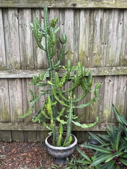 Extra-Large Mature Candelabra Euphorbia – 65” Tall × 31” Wide – $250