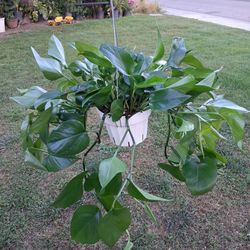 J A D E  Pothos Plant $28