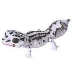 Leopard Gecko Capsule Toy Gashapon FROM JAPAN! - Limited Edition (Black + White)