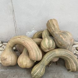 Calabazas Cultivadas Acá  En El Rancho  Precio Según El Tamaño De Calabaza 