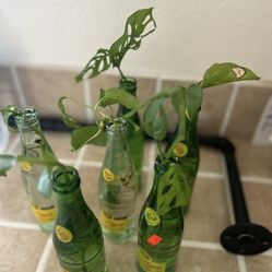 Rooted Plant Clippings!