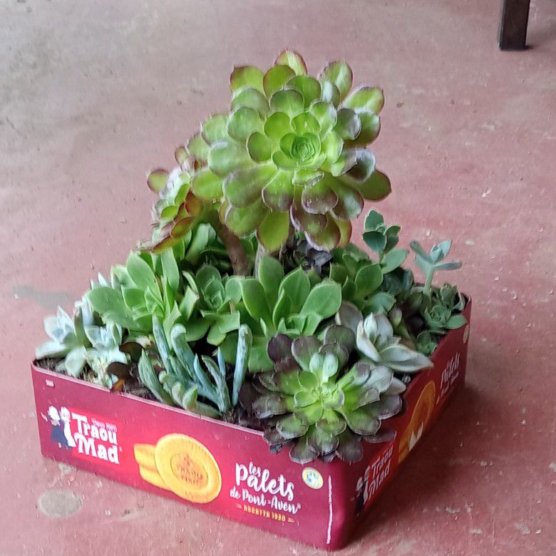 Assorted Succulents Planted In A Metal Tin Can
