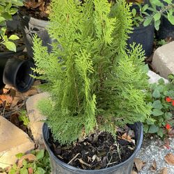 Pinos Rudas croton pensil Gardenias Diferent  Presios