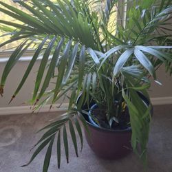 Large indoor Planters, 20 inch, 15 inch